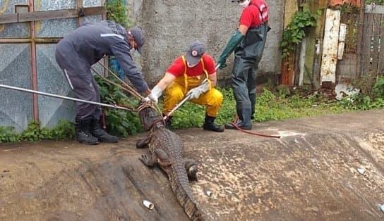 Imagem de Jacaré é resgatado após ser encontrado em canal pluvial em Feira de Santana