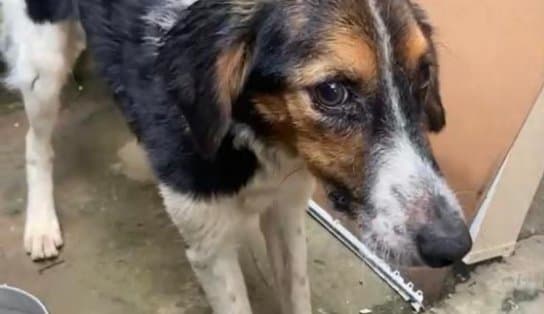 Imagem de Cão vítima de maus tratos é resgatado pela polícia no bairro de Itacaranha