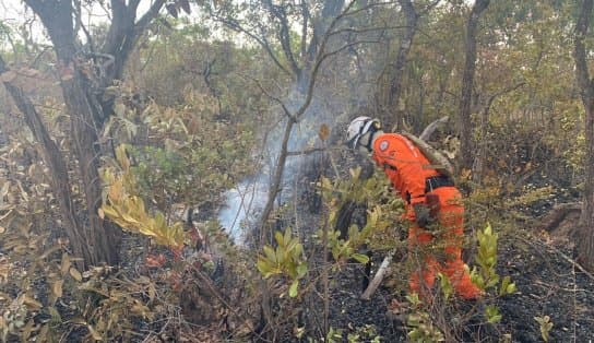 Imagem de Incêndios florestais seguem atingindo interior da Bahia; aviões dos bombeiros ajudam a apagar as chamas