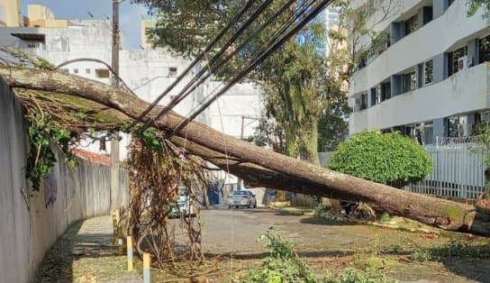 Imagem de Árvore de grande porte cai e interdita rua no bairro da Graça; energia elétrica chegou a ser interrompida