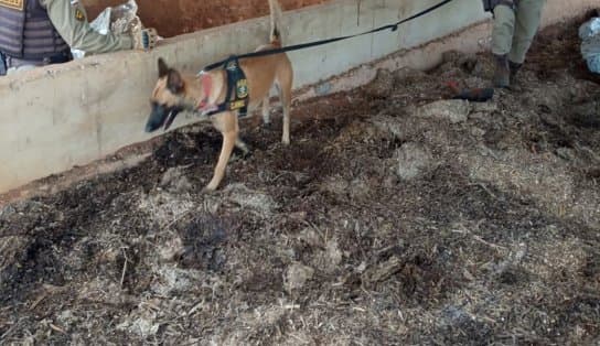 Imagem de Bunkers com oito toneladas de maconha são desmontados pela PM no interior da Bahia