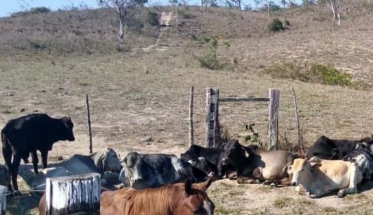 Imagem de Polícia desmantela grupo suspeito de roubar 38 animais avaliados em R$ 100 mil na Bahia; líder do bando é procurado