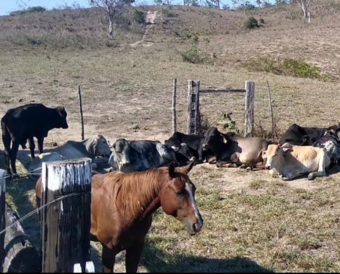 Polícia desmantela grupo suspeito de roubar 38 animais avaliados em R$ 100 mil na Bahia; líder do bando é procurado