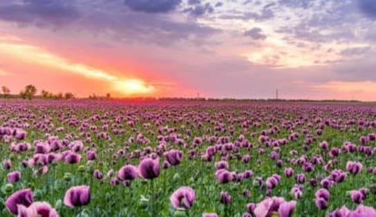 Imagem de Primavera: presença do fenômeno La Niña deve aumentar média de chuvas na estação das flores que acaba de começar