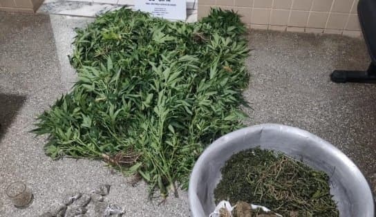 Imagem de Irmãos são presos em plantação de maconha no município de Seabra; mais de 50 pés da erva foram erradicadas