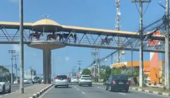 Imagem de A passarela tá diferente! Cavalos são vistos atravessando a passarela da Estação Mussurunga