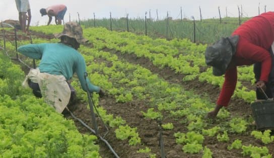 Imagem de Conheça o primeiro e único licor baiano a conquistar o selo nacional da Agricultura Familiar 