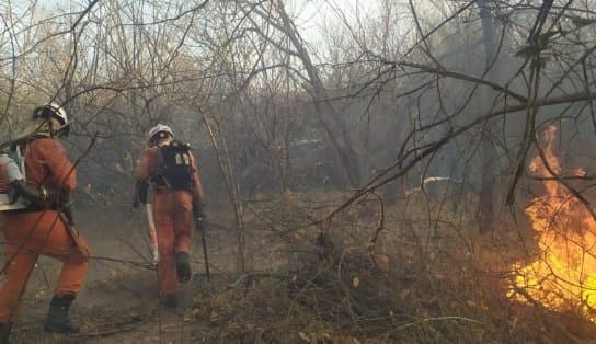 Imagem de Corpo de Bombeiros faz balanço das ações de combate aos incêndios florestais na Bahia; confira 