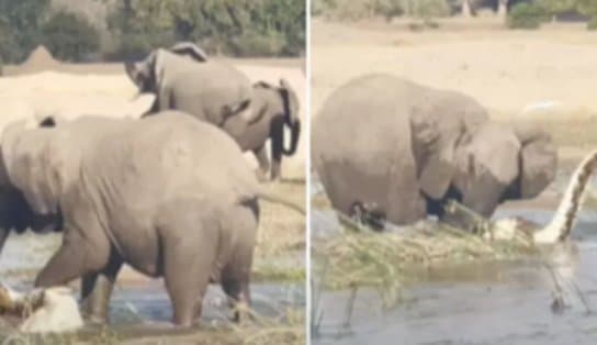 Imagem de Durante safári, turista flagra mãe elefante pisoteando crocodilo até a morte após ameaça a filhotes; assista