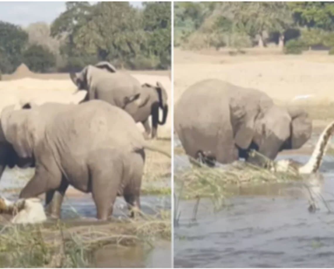 Durante safári, turista flagra mãe elefante pisoteando crocodilo até a morte após ameaça a filhotes; assista