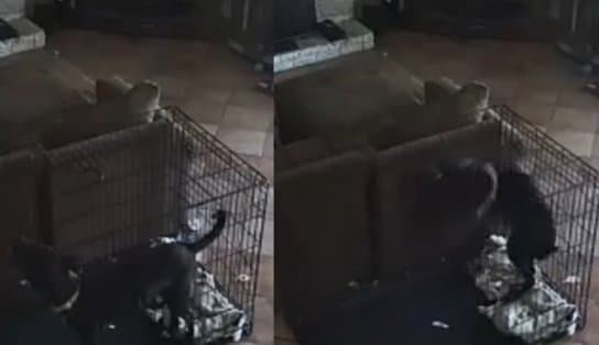 Imagem de VÍDEO: cachorro tem coleira removida por 'fantasma' e deixa internautas assustados; assista