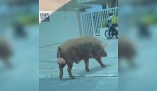 Imagem de De quem é esse ... porco? A história do animal (ou família) que já é ponto turístico em Salvador; "quase bati o carro"