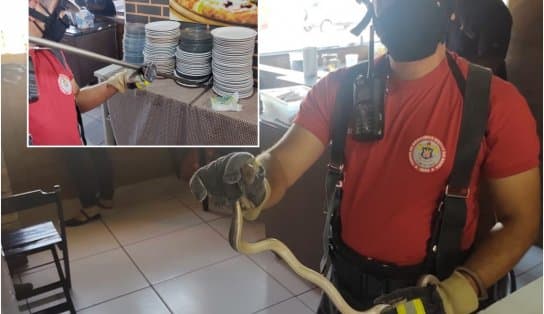 Imagem de Vai uma pizza de cobra? Bombeiros resgatam réptil em meio aos pratos de estabelecimento na Bahia