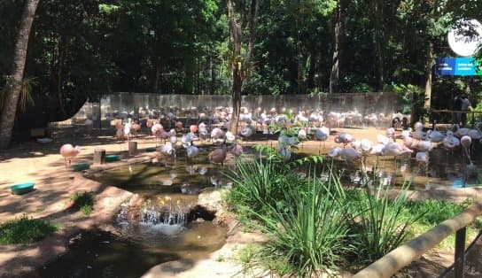 Imagem de Tragédia: onças fazem ataque e matam 172 flamingos em um dos parques mais visitados do Brasil; "dia muito difícil"