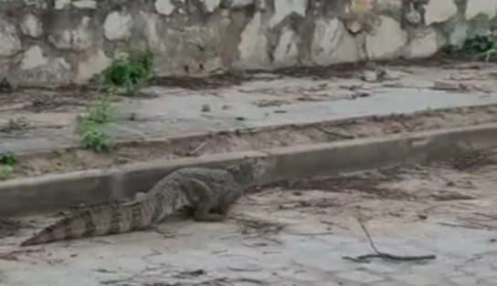 Imagem de Jacaré é flagrado por moradora de Jacobina dando um "rolê" no centro da cidade 