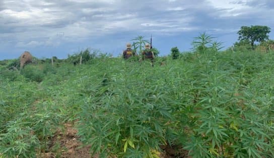 Imagem de Plantação com 2,5 mil pés de maconha é erradicado em ilha baiana; 540 mil pés já foram retirados do local só em 2021