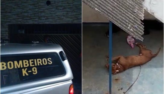 Imagem de "Estão para morrer": Pitbulls são abandonados por tutor que recebeu ordem de despejo em Pirajá; veja vídeos