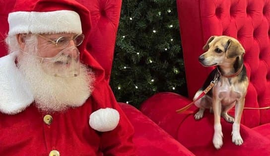 Imagem de A aventura de "Pipoca": a história do cachorro que pegou ônibus, foi ao shopping e visitou o Papai Noel 