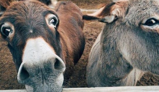 Imagem de "De quem é esse jegue?": conheça a cidade baiana que mata jumentos para virarem remédio na China 