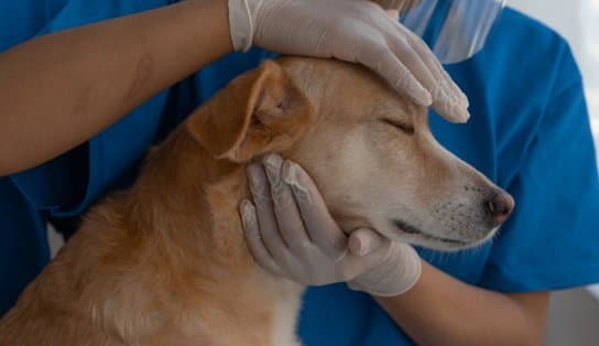 Imagem de Em Canabrava, primeiro Hospital Municipal Veterinário de Salvador deve ficar pronto até o final de 2022