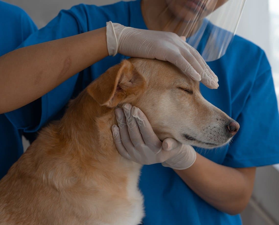 Em Canabrava, primeiro Hospital Municipal Veterinário de Salvador deve ficar pronto até o final de 2022