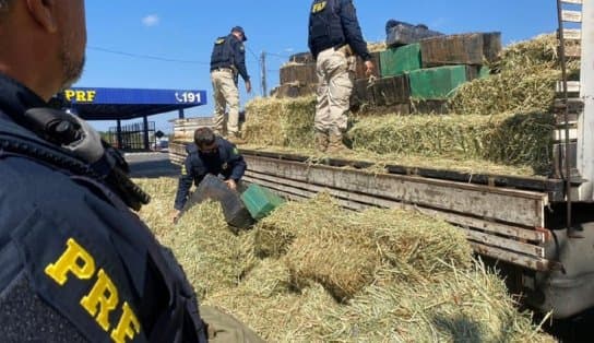 Imagem de Balanço da PRF registra apreensões de mais de 14 toneladas de maconha feitas em trechos baianos de rodovias em 2021