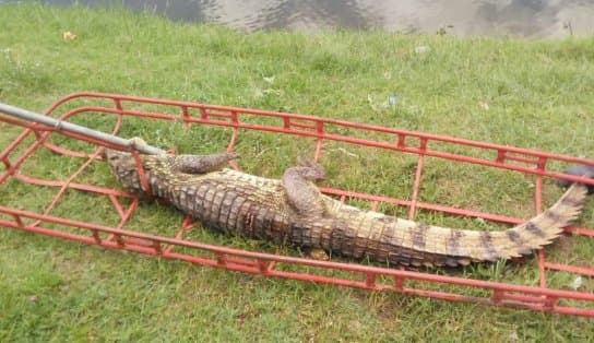 Imagem de Jacaré com pernas amputadas é resgatado por bombeiros em Feira de Santana 