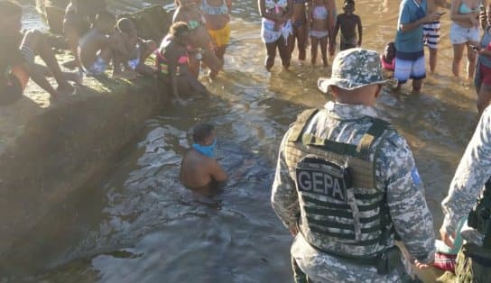 Imagem de Golfinho encalha no Rio Vermelho e assusta banhistas, mas é resgatado com segurança