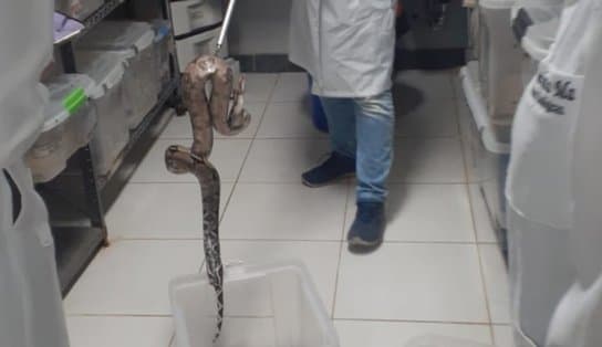 Imagem de Jiboia de quase 2 metros é encontrada dentro de veículo da Transalvador; assista