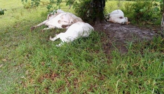 Imagem de Vídeo: Raio cai em pasto e mata quatro bois no interior baiano