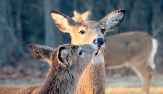 Imagem de Descoberta da variante Ômicron em animais gera preocupação; veados foram infectados nos Estados Unidos