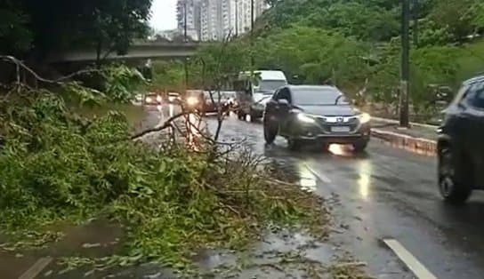 Imagem de Queda de árvore, alagamentos e trânsito lento são provocados por chuvas intensas na capital baiana; veja vídeo 