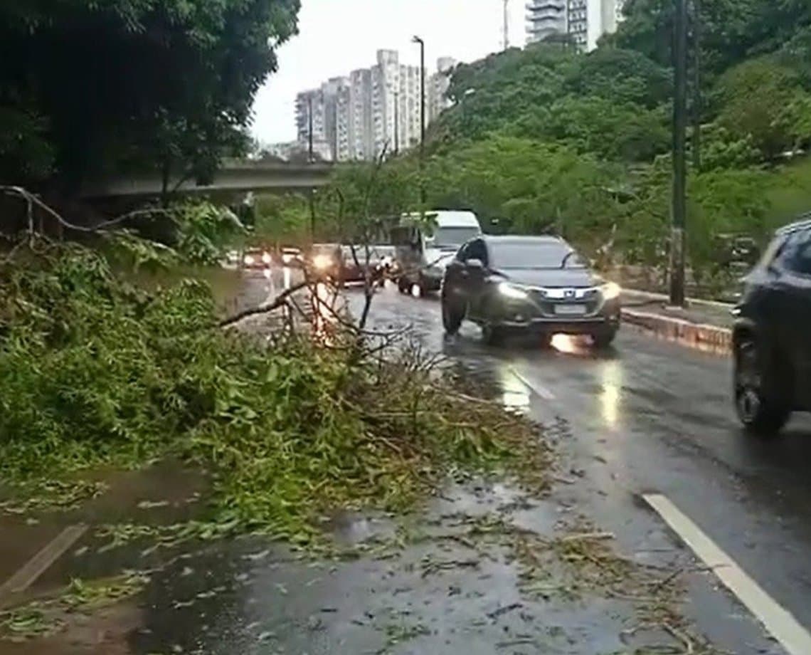 Queda de árvore, alagamentos e trânsito lento são provocados por chuvas intensas na capital baiana; veja vídeo 