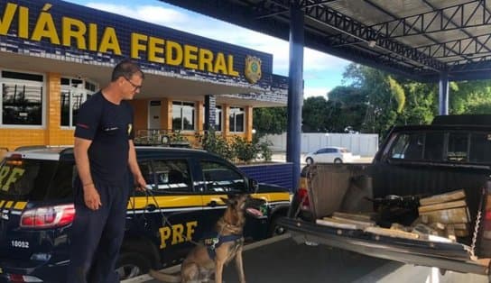 Imagem de Com auxílio de cão, PRF apreende quase 65Kg de maconha na Bahia; droga foi avaliada em R$ 140 mil