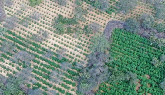 Imagem de Parece uma floresta, mas é uma plantação de maconha com mais de 33 mil pés na Bahia; imagens impressionam