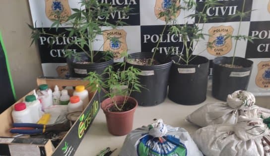 Imagem de Polícia prende homem que cultivava pés de maconha dentro de casa, no interior da Bahia