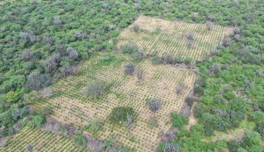 Imagem de Maconha é agro? Plantação com 32 mil pés é descoberta e queimada em Juazeiro