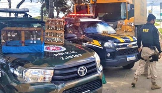 Imagem de Aves são encontradas em caminhão dos Correios após fiscalização da PRF; animais seriam vendidos em Salvador