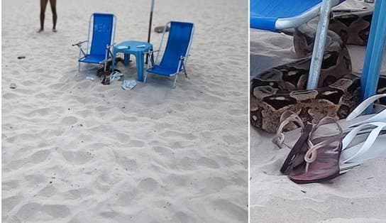 Imagem de Cobra com mais de dois metros é encontrada na mesma praia onde jacaré já foi achado em Salvador  