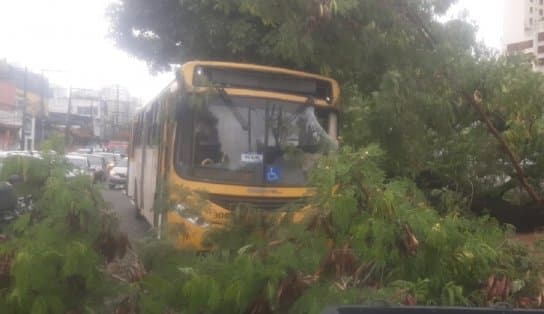 Imagem de Árvore cai sobre ônibus na Avenida Vasco da Gama, em Salvador  