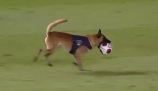 Imagem de O K9 está diferente: cachorro da PM de Pernambuco invade jogo entre Náutico e Retrô, rouba a bola e sai correndo; veja vídeo