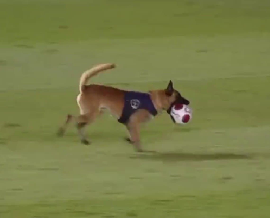 O K9 está diferente: cachorro da PM de Pernambuco invade jogo entre Náutico e Retrô, rouba a bola e sai correndo; veja vídeo