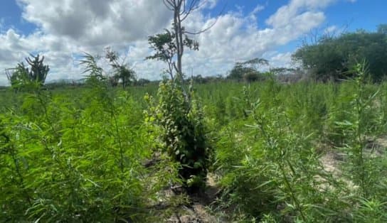 Imagem de Mais repressão: Caatinga da PM encontra 85 mil pés de maconha no momento em que droga "desaparece do mercado" em Salvador  