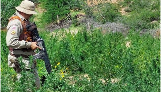 Imagem de Plantação com cerca de 15 mil pés de maconha é erradicada em Casa Nova, na Bahia 