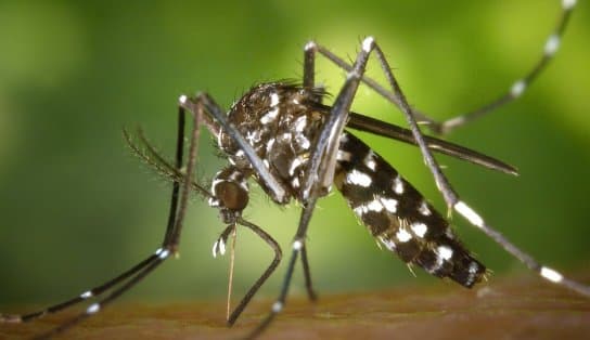 Imagem de Cepa da dengue mais disseminada no mundo é encontrada no Brasil; genótipo foi identificado em Goiás