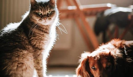 Imagem de Salvador promove feira virtual inédita para adoção de cães e gatos