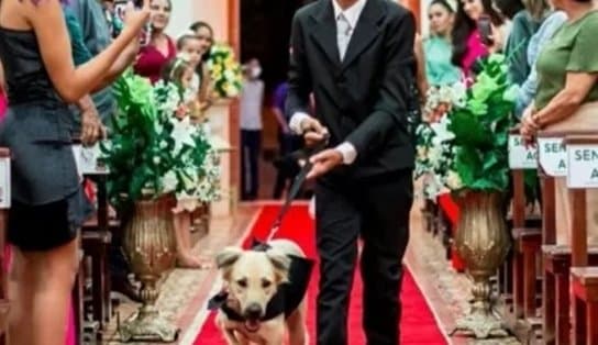 Imagem de Pajens caninos: padre encerra casamento após ver cães com alianças 