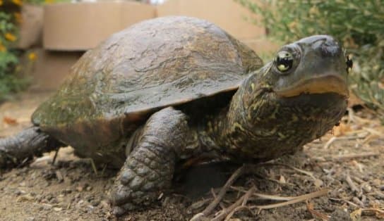 Imagem de Dia Mundial das Tartarugas: saiba o que está por trás dessa data e quais espécies vivem no Brasil