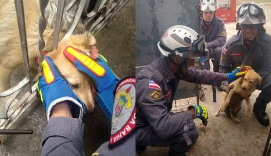 Imagem de Com cabeça presa em grade de portão, cachorro é resgatado por bombeiros na Bahia 