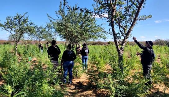 Imagem de Roça com 30 mil pés de cannabis é erradicada no interior do estado; material renderia quatro toneladas de maconha